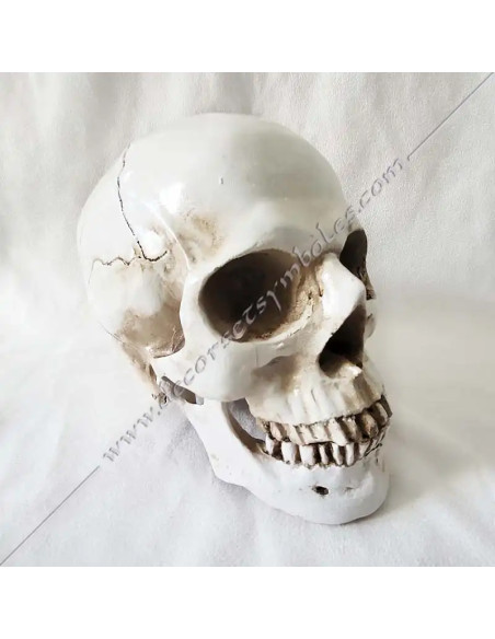 OUT081-skulkls-masonics-resin-humans-halloween-tools-accessories-cabinets-fm-offices-reflections-thinking