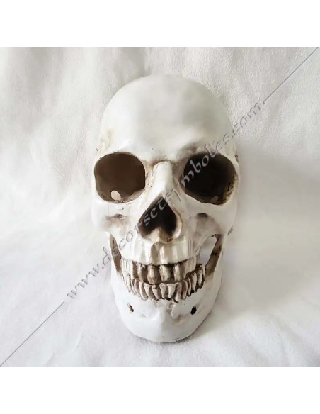 OUT081-skulkls-masonics-resin-humans-halloween-tools-accessories-cabinets-offices-reflections-thinking-fm