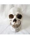 OUT081-cranes-maconniques-resines-humains-halloween-outils-accessoires-cabinets-reflexions-boutiques-fm