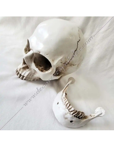 OUT081-skulkls-masonics-resin-humans-halloween-tools-accessories-cabinets-offices-reflections-fm-thinking